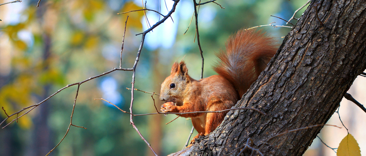 A squirrel with a nut sits in a tree