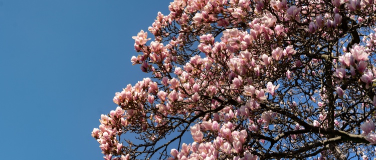 A tree blossoming in spring