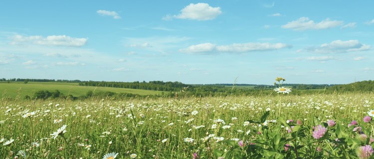 A field in summer